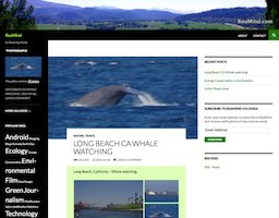 Website Design Sarasota